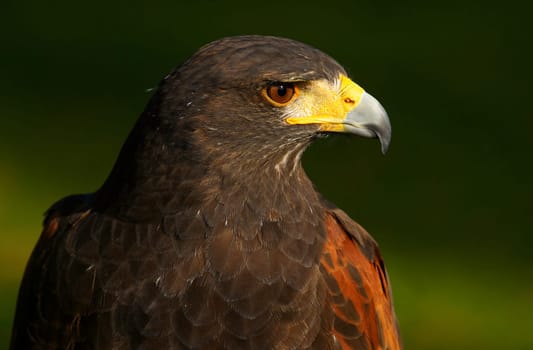 Harris Hawk
