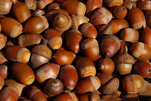 Acorn 07