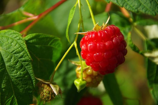 Raspberry 09