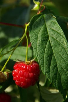 Raspberry 08
