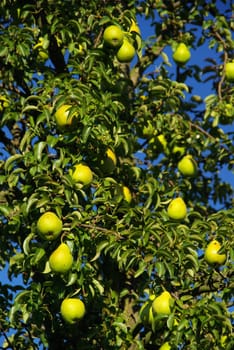 Pear 06