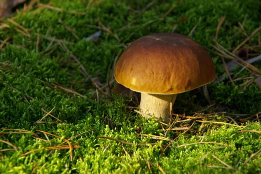 Porcini mushroom 21