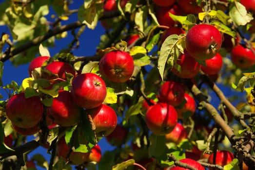Apple 14