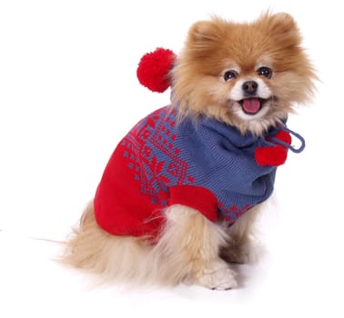 Dog dressed