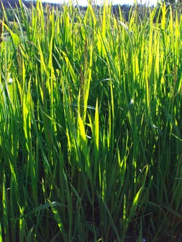 Grass