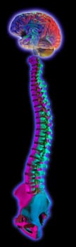 Brain and spine