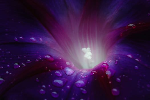 Morning glory