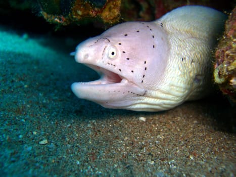 gray moray eel