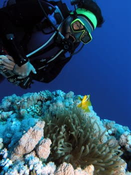 Nemo in the diver's sights