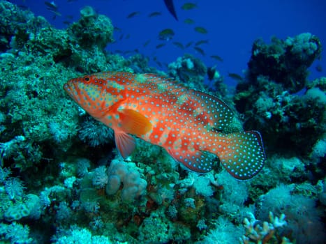 Jewel Grouper