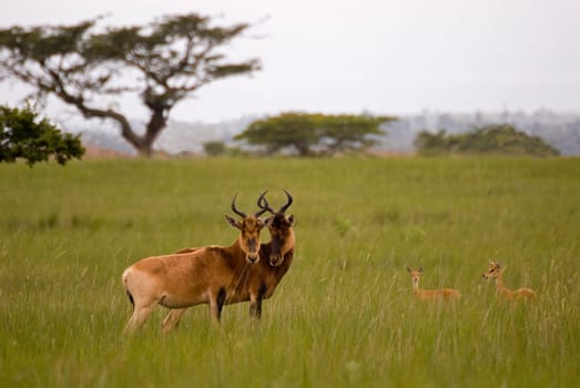 Oribi and hartebeest,Ethiopia