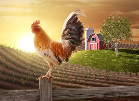 Morning in the countryside