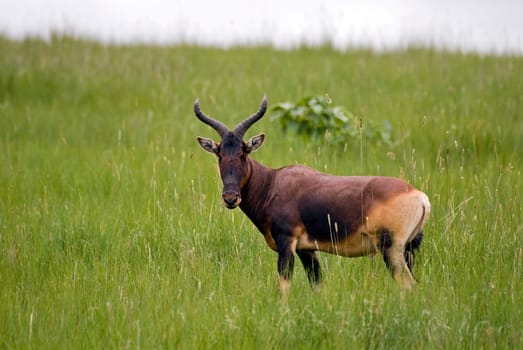 Antelope,Ethiopia