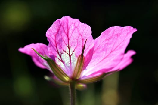 Geranium
