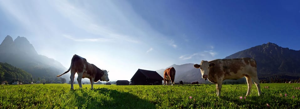 Cow pasture in the evening light