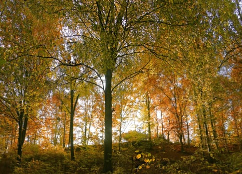 Wood Colors