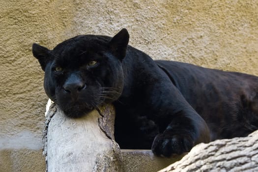 three times black tomcat....