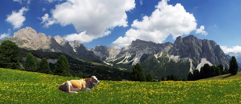 Cow meadow
