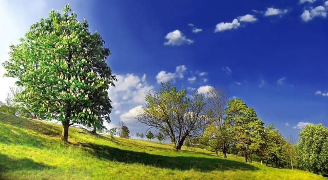 Chestnut blossom