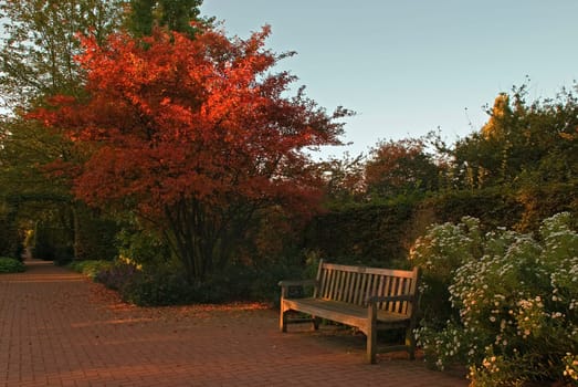 First sunlight in the park