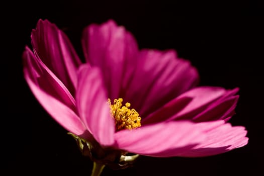 Cosmee - purple