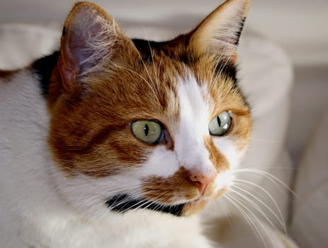 .... my Luzie is lying in wait. (I've cropped the picture now,how do you like it better?)