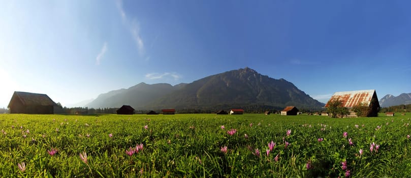 Alpine meadow