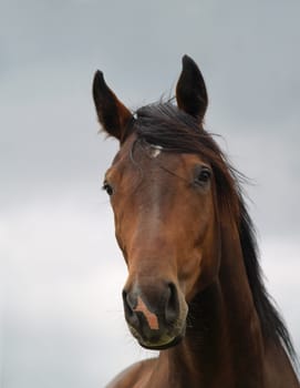 Horse portrait