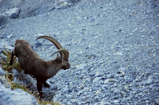 Capricorn 1