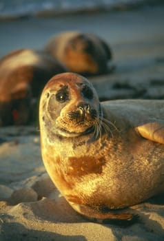 Seal