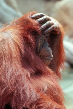 Orangutan