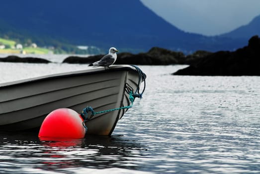 When we did go fishing,the seagulls were our constant companions. They always hoped to get something out of the catch. However,the fish caught was very limited.... but in Norway there is also lec