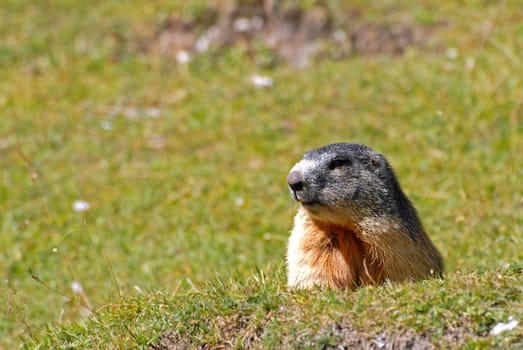 Marmot