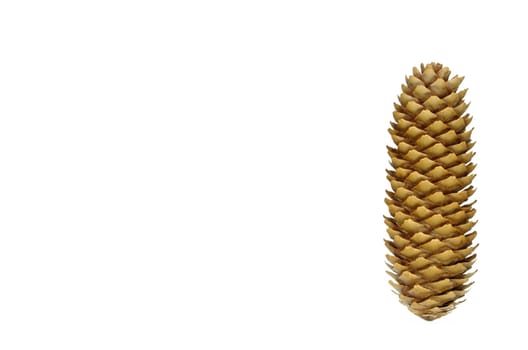 Fir cone