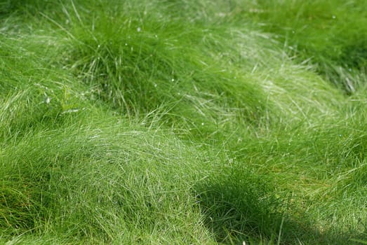 Juicy weed
