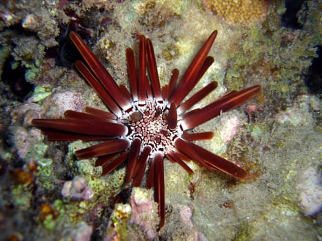 Stylus Sea Urchin