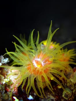 Sun Coral