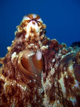 Octopus