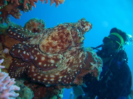 Eye to eye with the octopus