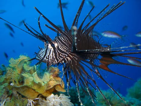 Rayed lionfish Pterois radiata