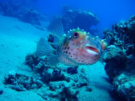 Hedgehogfish Cyclichthys spilostylus