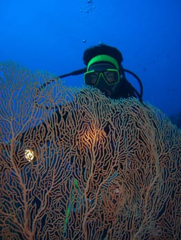 Diver behind fan coral