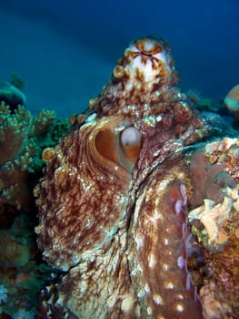 Octopus