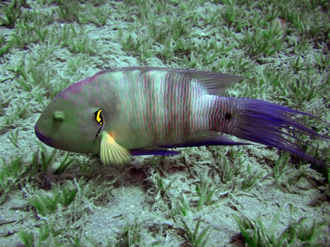 Broomtail Wrasse