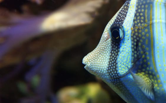Surgeonfish