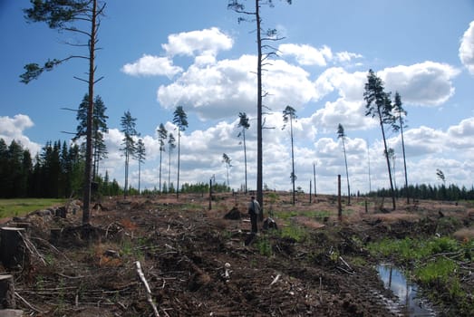 destroyed forest