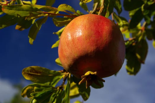 Pomegranate 04