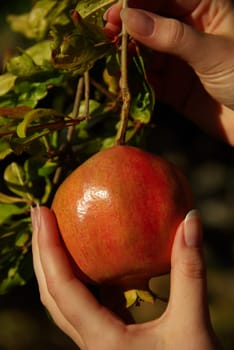 Pomegranate 02