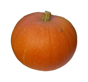 Pumpkin 16