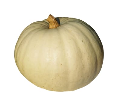 Pumpkin 15